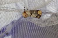 Phalera bucephala