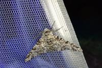 Biston betularia