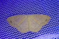Cyclophora ruficiliaria