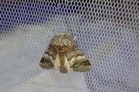 Drymonia querna
