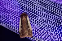 Ochropleura plecta