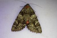 Catocala promissa