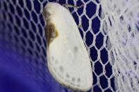 Cilix hispanica