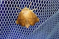 Apoda limacodes