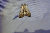 Harpyia milhauseri