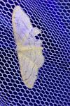 Idaea aversata