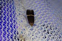 Aproaerema cinctella