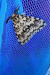Lymantria monacha