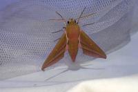 Deilephila elpenor