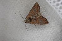 Mesoligia furuncula