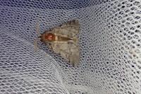 Thaumetopoea pityocampa
