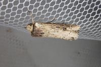 Axylia putris