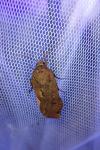 Noctua pronuba