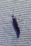 Coleophora