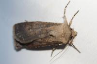 Agrotis segetum