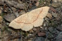 Cyclophora quercimontaria