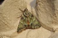 Polyphaenis sericata