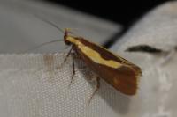 Harpella forficella