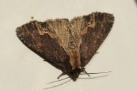 Dypterygia scabriuscula