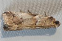 Acrobasis fallouella