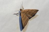 Herminia grisealis