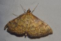 Anania verbascalis