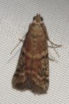 Ephestia elutella/woodiella