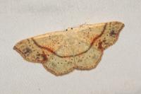 Cyclophora punctaria
