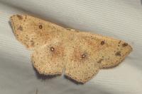 Cyclophora porata