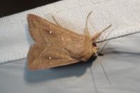 Mythimna albipuncta
