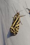 Emmelia trabealis