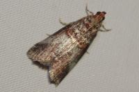 Acrobasis advenella