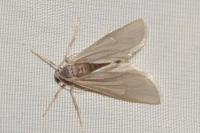 Acentria ephemerella