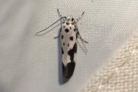 Ethmia quadrillella