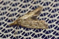 Aplota palpella