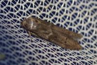 Blastobasis glandulella