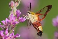 Hemaris fuciformis