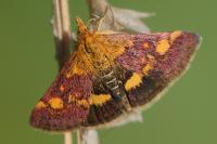 Pyrausta aurata