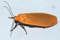 Wittia sororcula