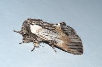 Harpyia milhauseri