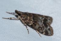 Eudonia mercurella