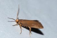 Crassa unitella