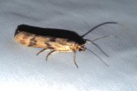 Homoeosoma sinuella