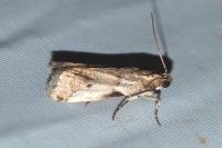 Acrobasis fallouella