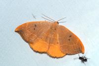 Watsonalla binaria