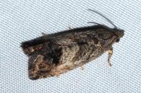 Cydia splendana