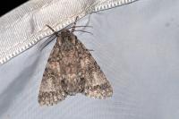 Acronicta megacephala