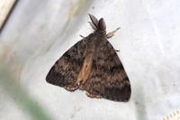 Lymantria dispar
