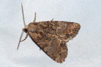 Mesoligia furuncula