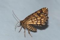Chiasmia clathrata